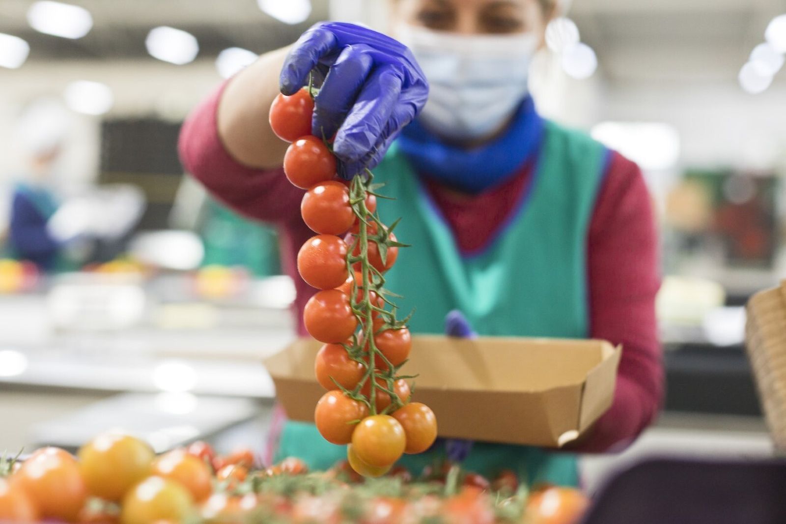 Casi 8 de cada 10 productos agroalimentarios exportados desde Almería son hortalizas