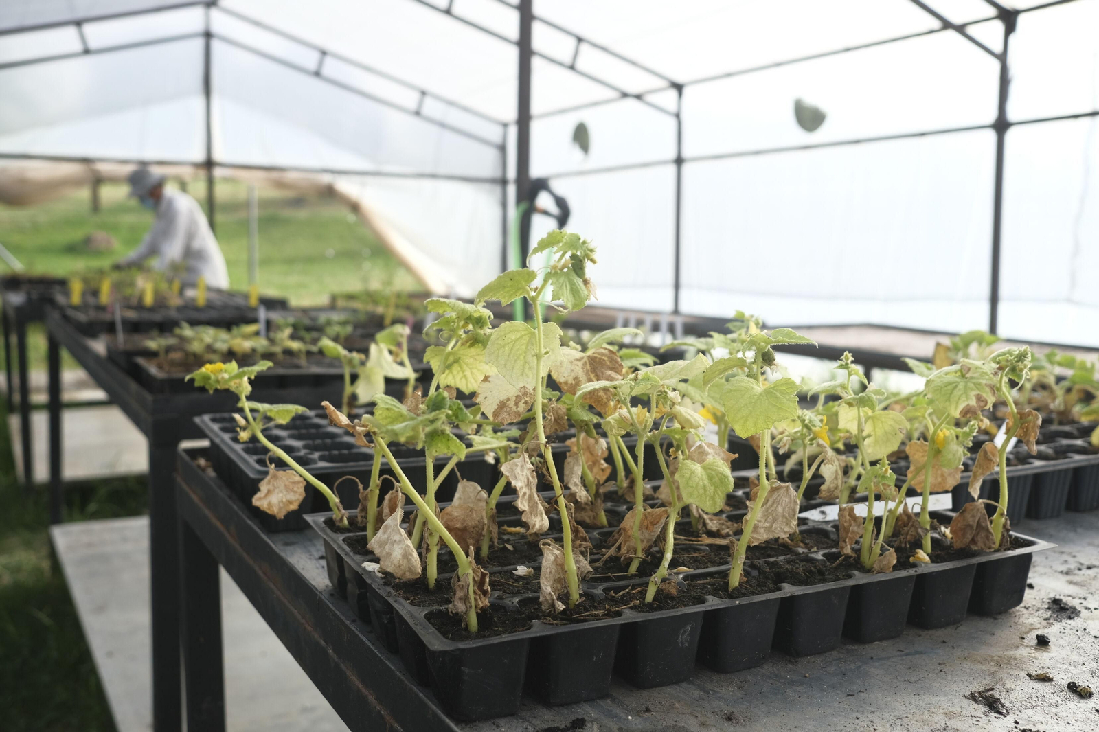 Huertos en la Asomadilla.