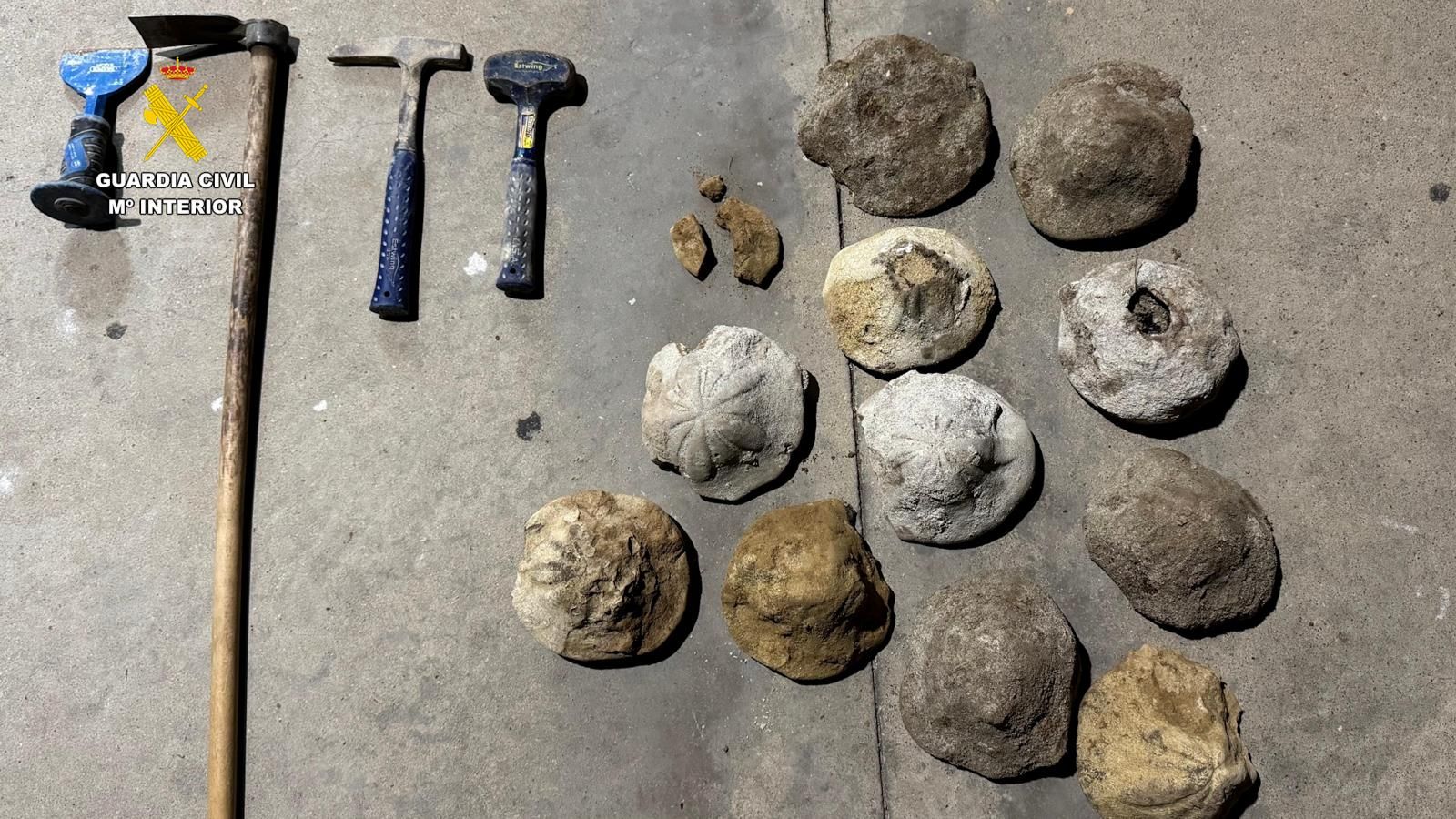 Los fósiles intervenidos por la Guardia Civil en Lora del Río.