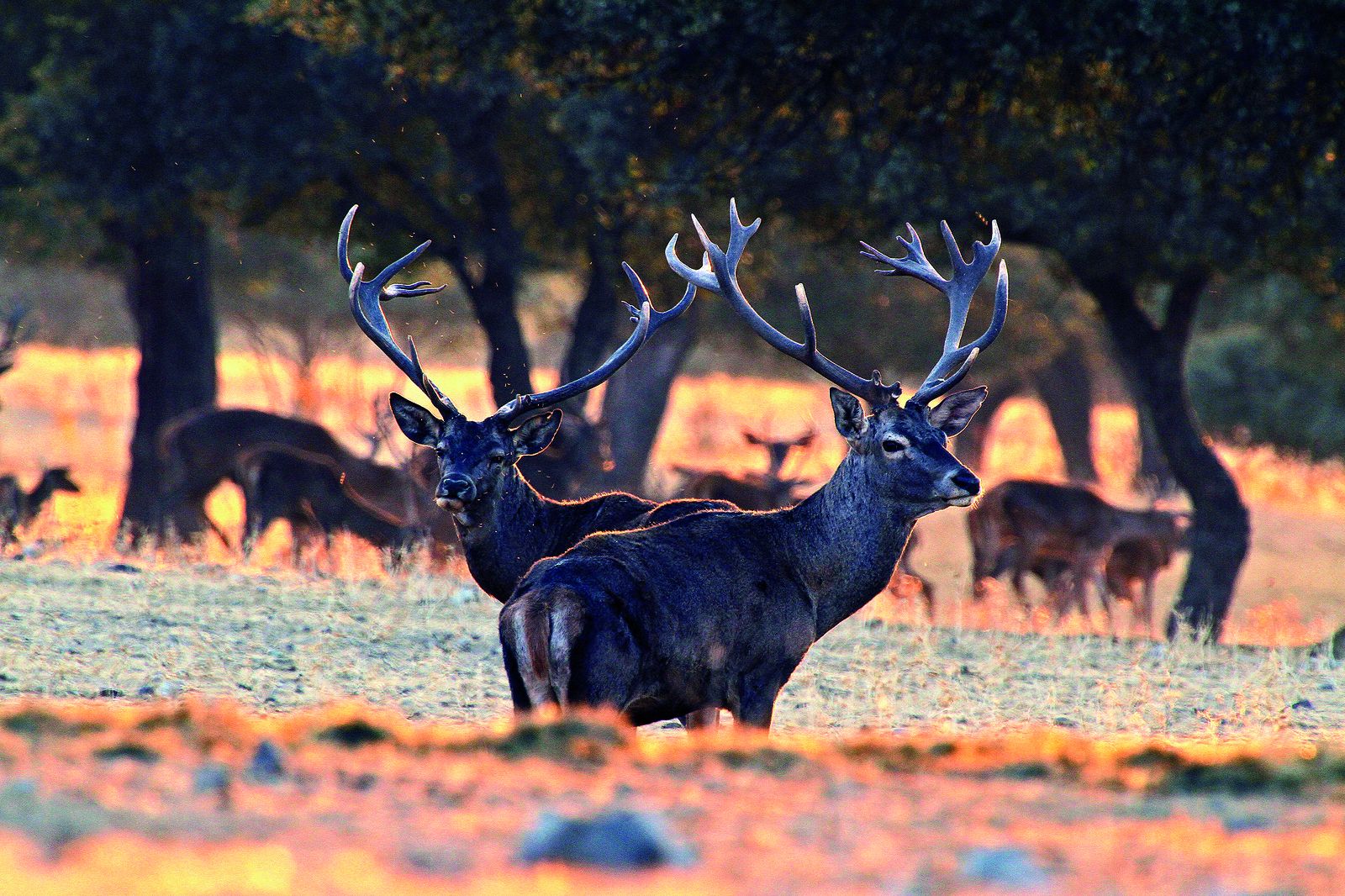 Carne de caza,  del campo a la alta gastronomía