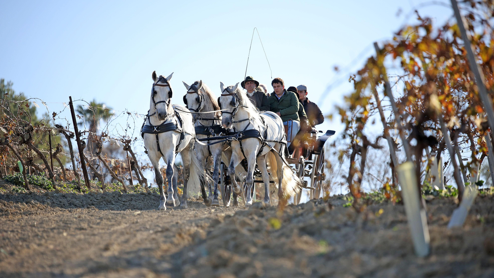 II Ruta Viñas de Jerez