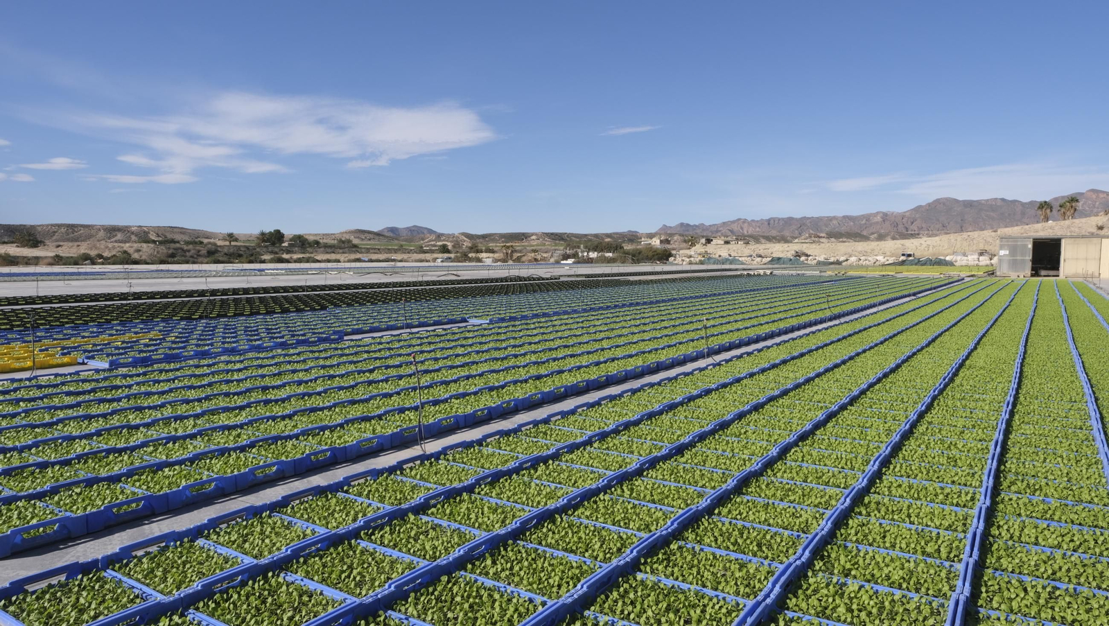 Desde Cuevas del Almanzora para el resto del mundo, las mejores escarolas con Cuadraspania, en imágenes