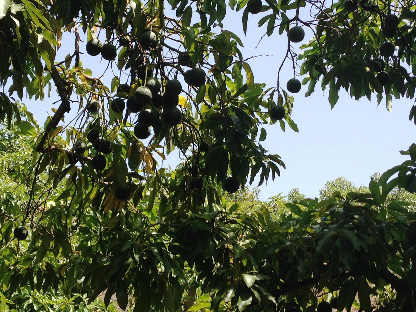 Plantación de aguacates en una finca de la Axarquía