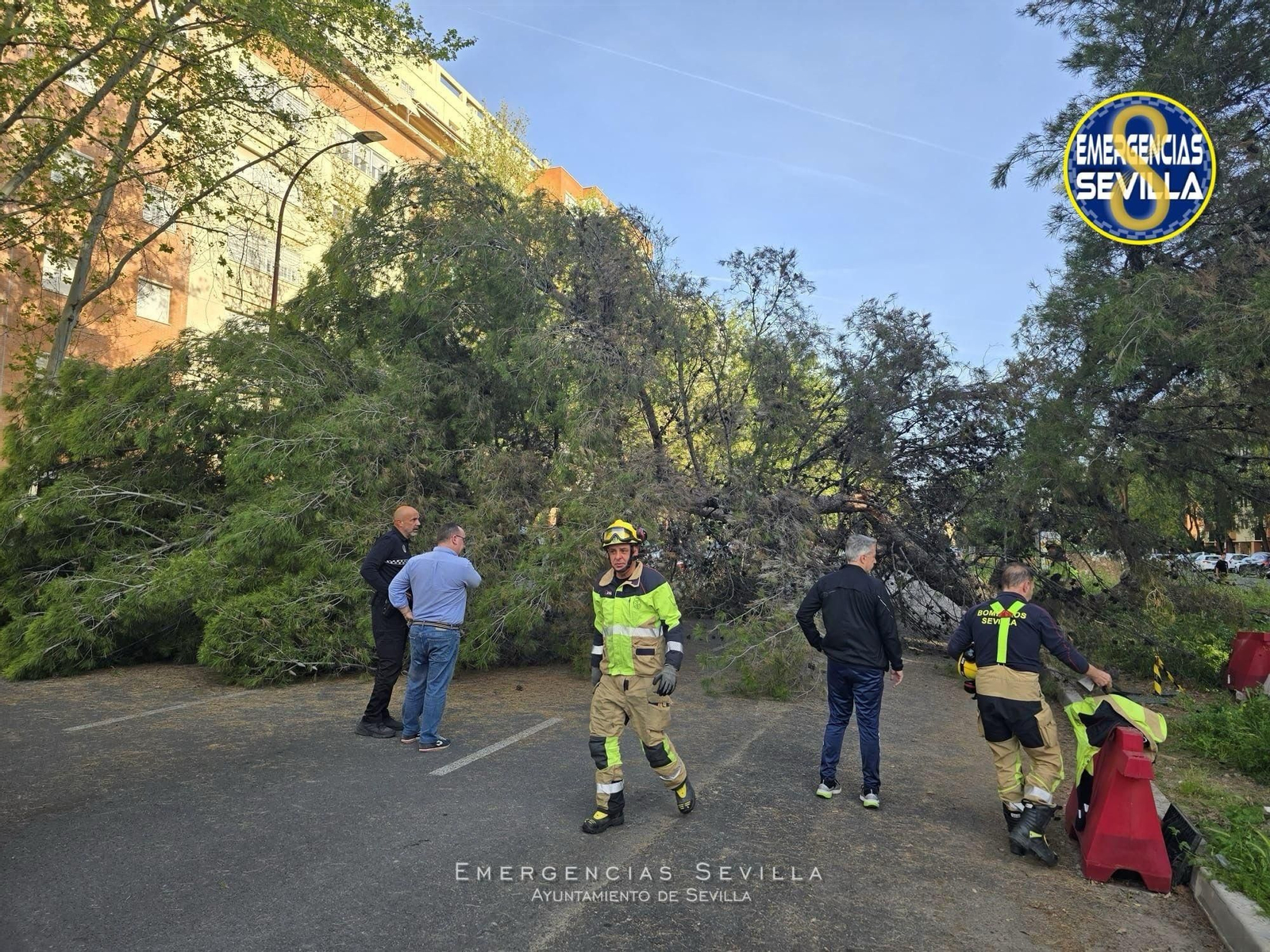 Caída de un árbol de grandes dimensiones en Sevilla Este Caída de un árbol de grandes dimensiones en Sevilla Este