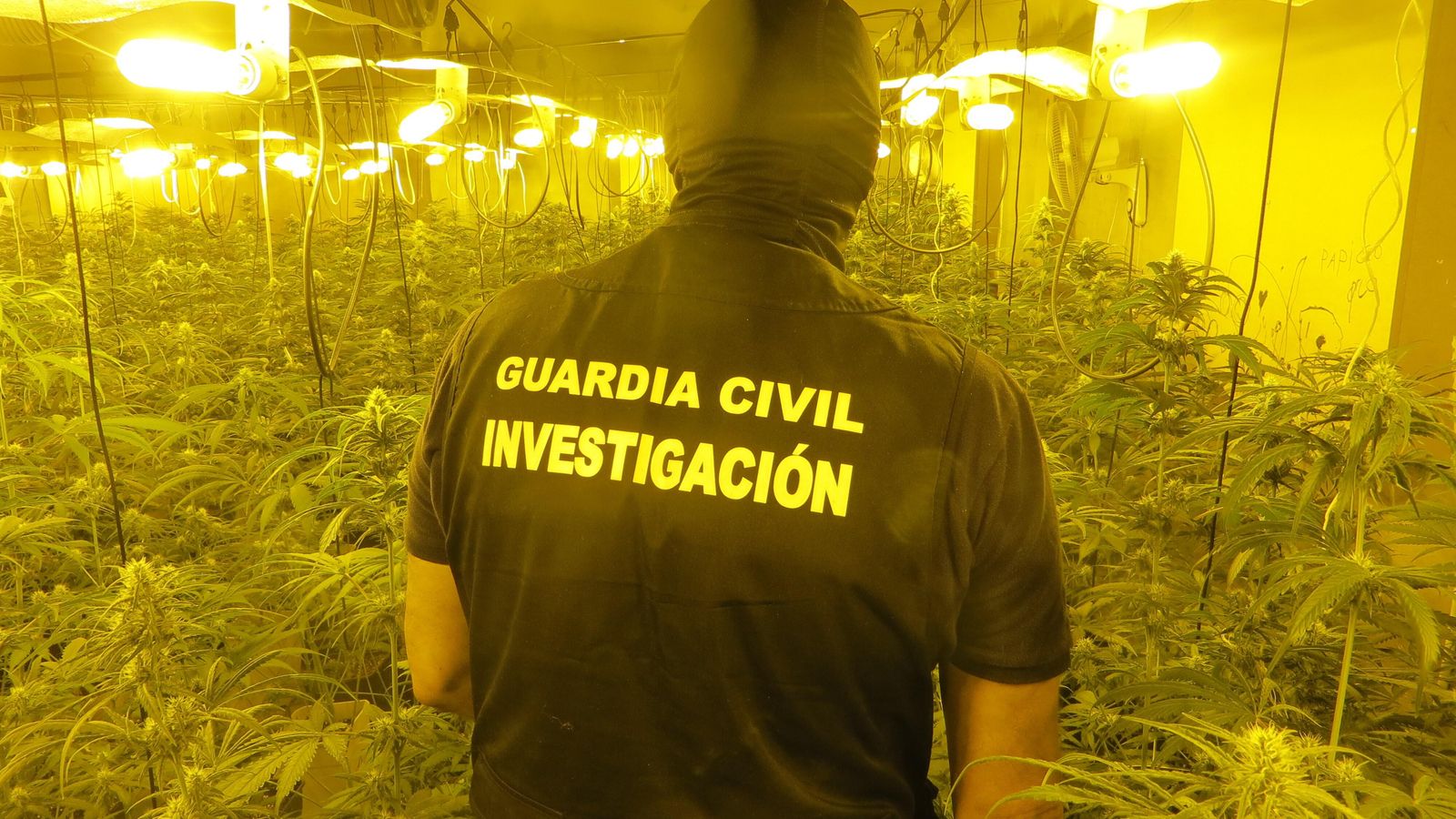 La plantación de marihuana hallada en Huétor Tájar.