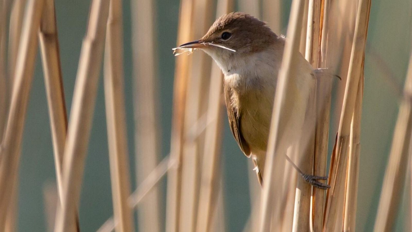 Las aves son hospedadoras.