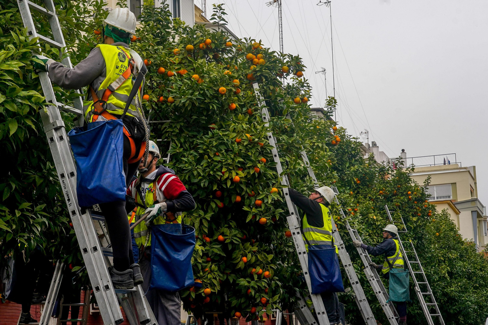 Operarios en una calle de Sevilla durante la campaña de recogida de naranjas amargas.