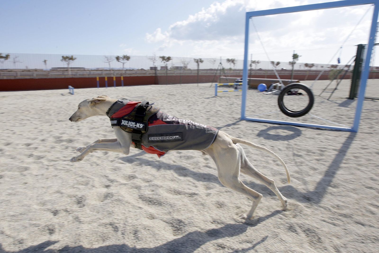 Un galgo aprovecha la amplitud del parque del Andarax para correr.