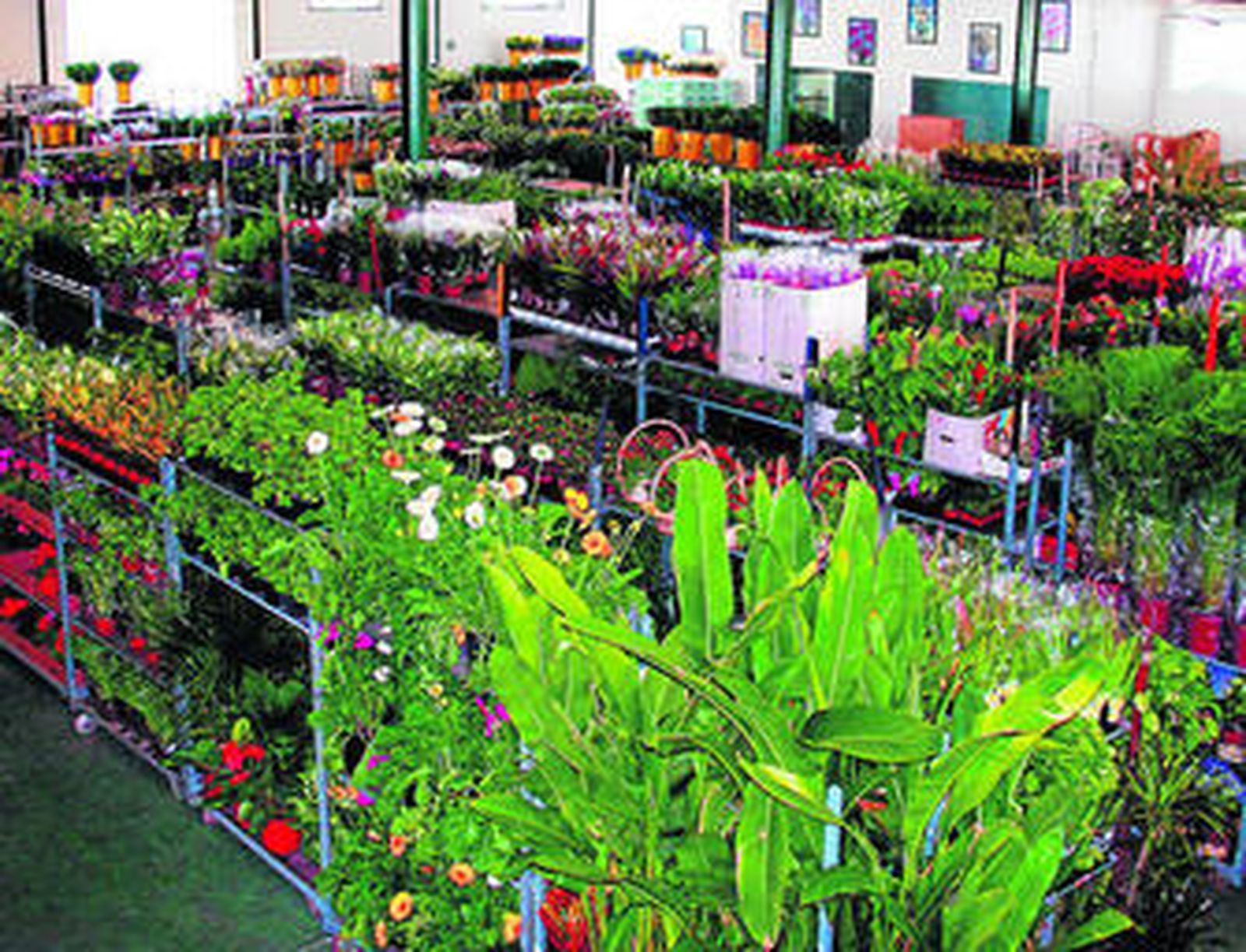 Uno de los muchos invernaderos dedicados a la flor cortada en la Costa Noroeste.