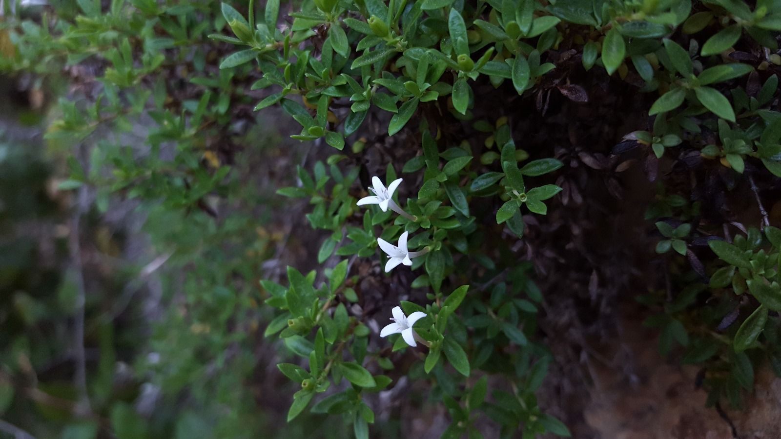 La poblacion de 'Plocama brevifolia' fue descubierta en San Roque por primera vez en 2020.