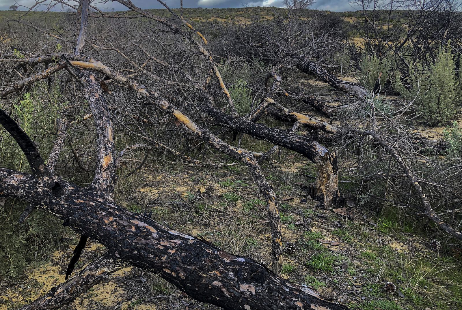 El resurgir de Doñana: tres años después del incendio