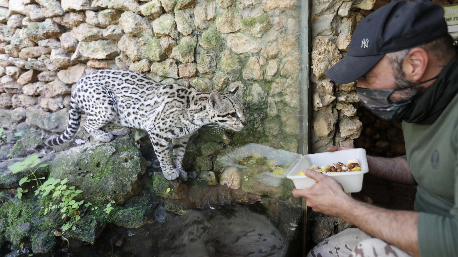 Un serval en el zoo de Castellar. Un serval en el zoo de Castellar.