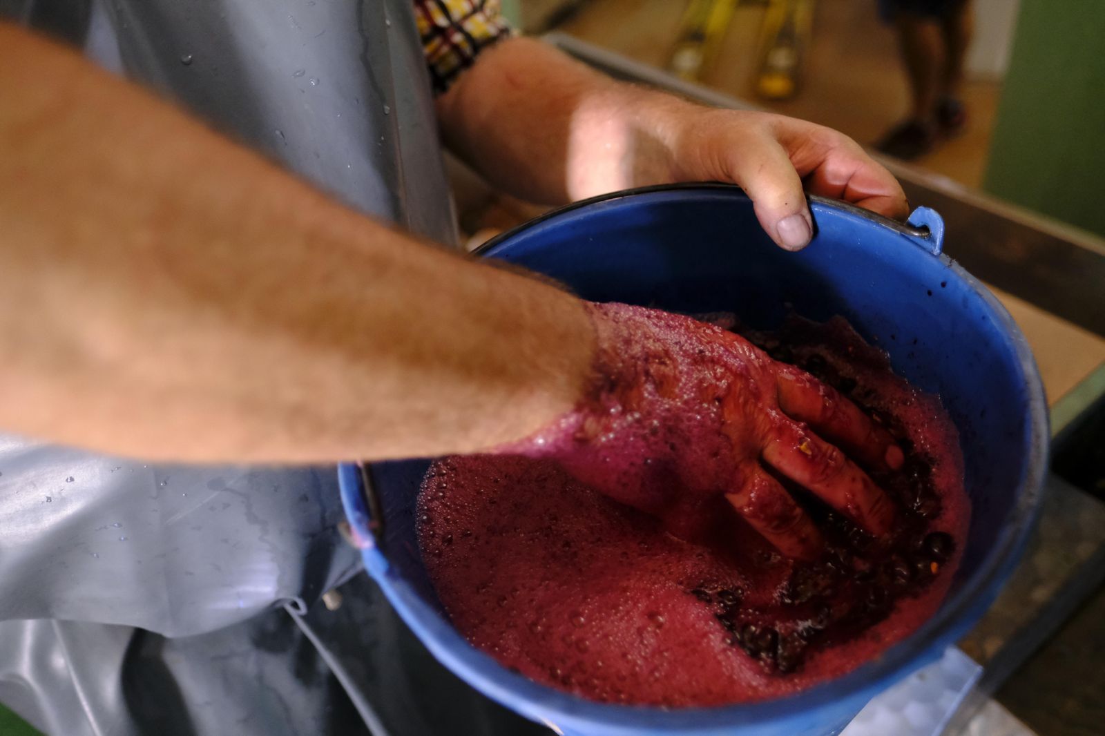 Vendimia en la Serranía de Ronda, en fotos