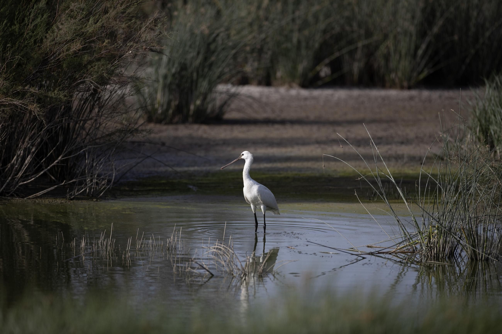 Un ave descansa en el entorno del Caño Guadiamar, en Doñana.