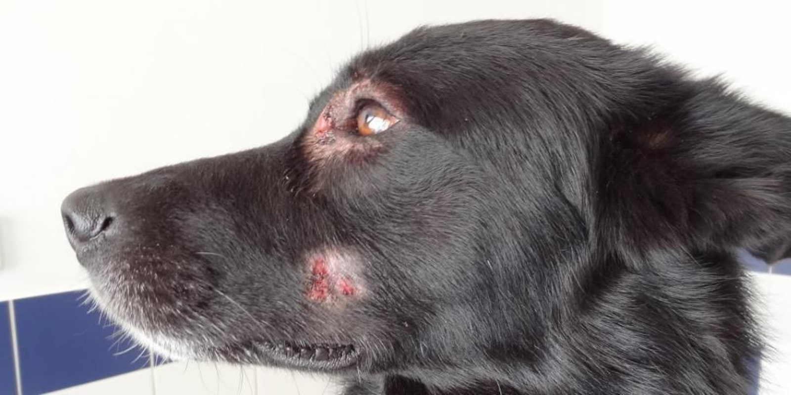Qué es la pioderma en perros y cuáles son sus síntomas Qué es la pioderma en perros y cuáles son sus síntomas