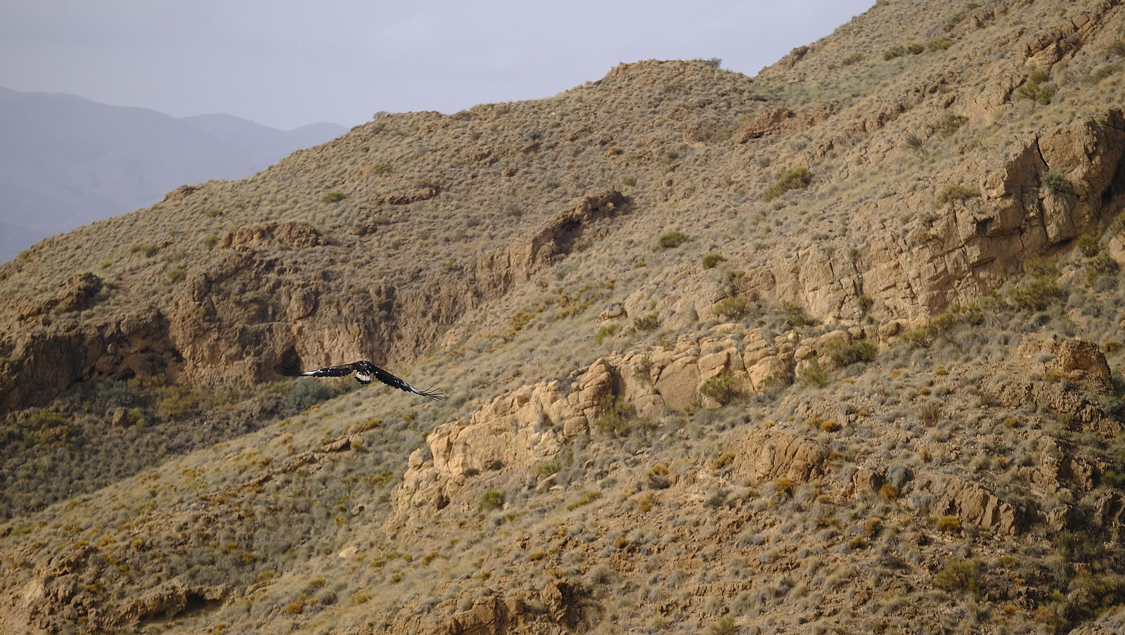 Suelta de un águila imperial, en imágenes