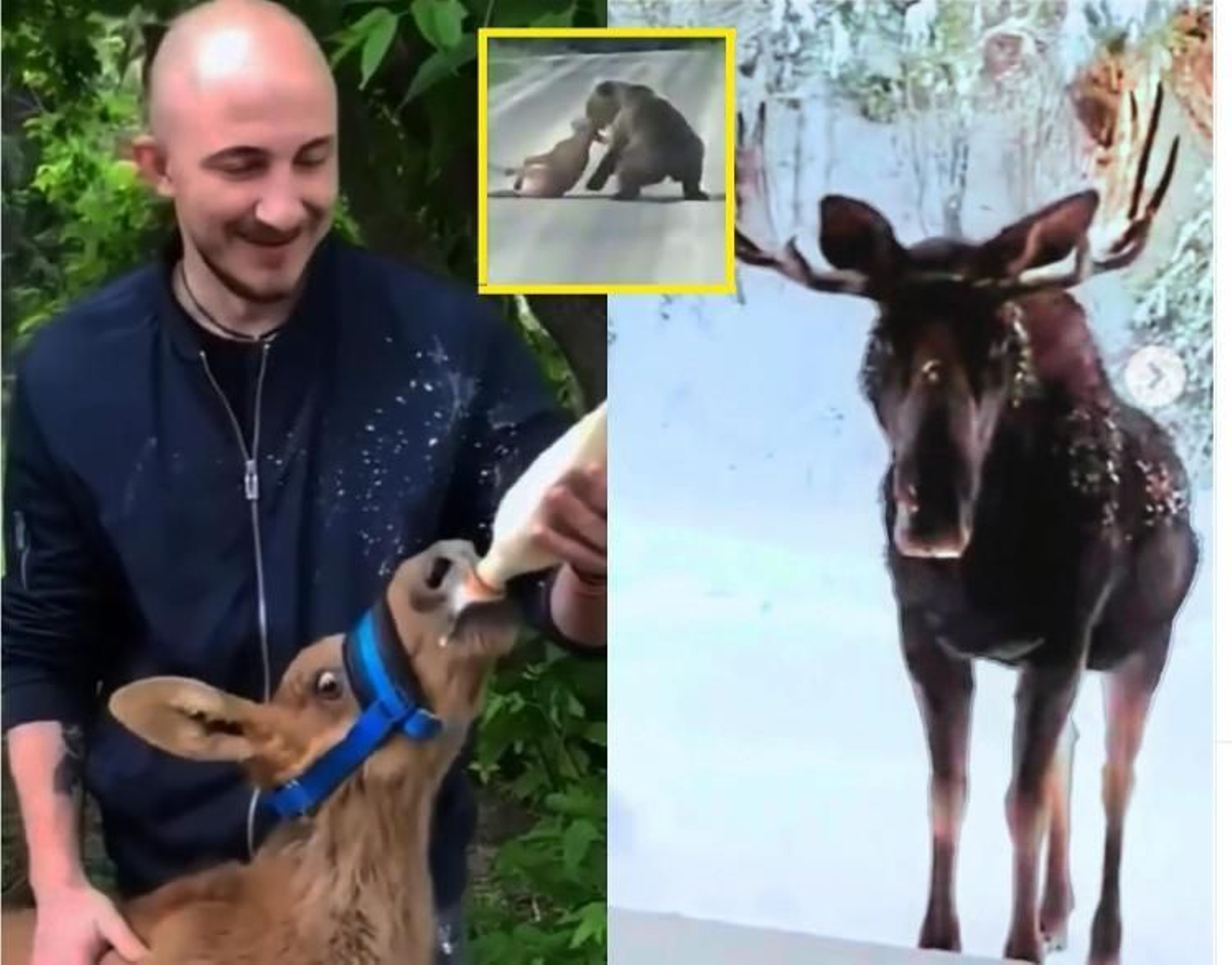 Salva a un arce de la muerte y lo cría como si fuera su mascota: cuando crece pasa algo increíble