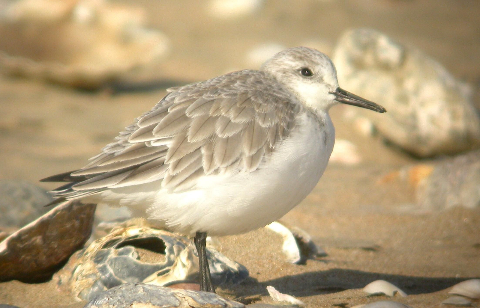 Paraje Natural Marismas del Odiel