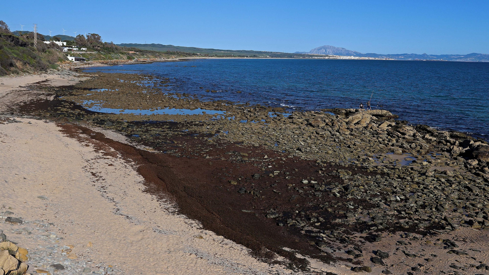 Alga invasora en Tarifa