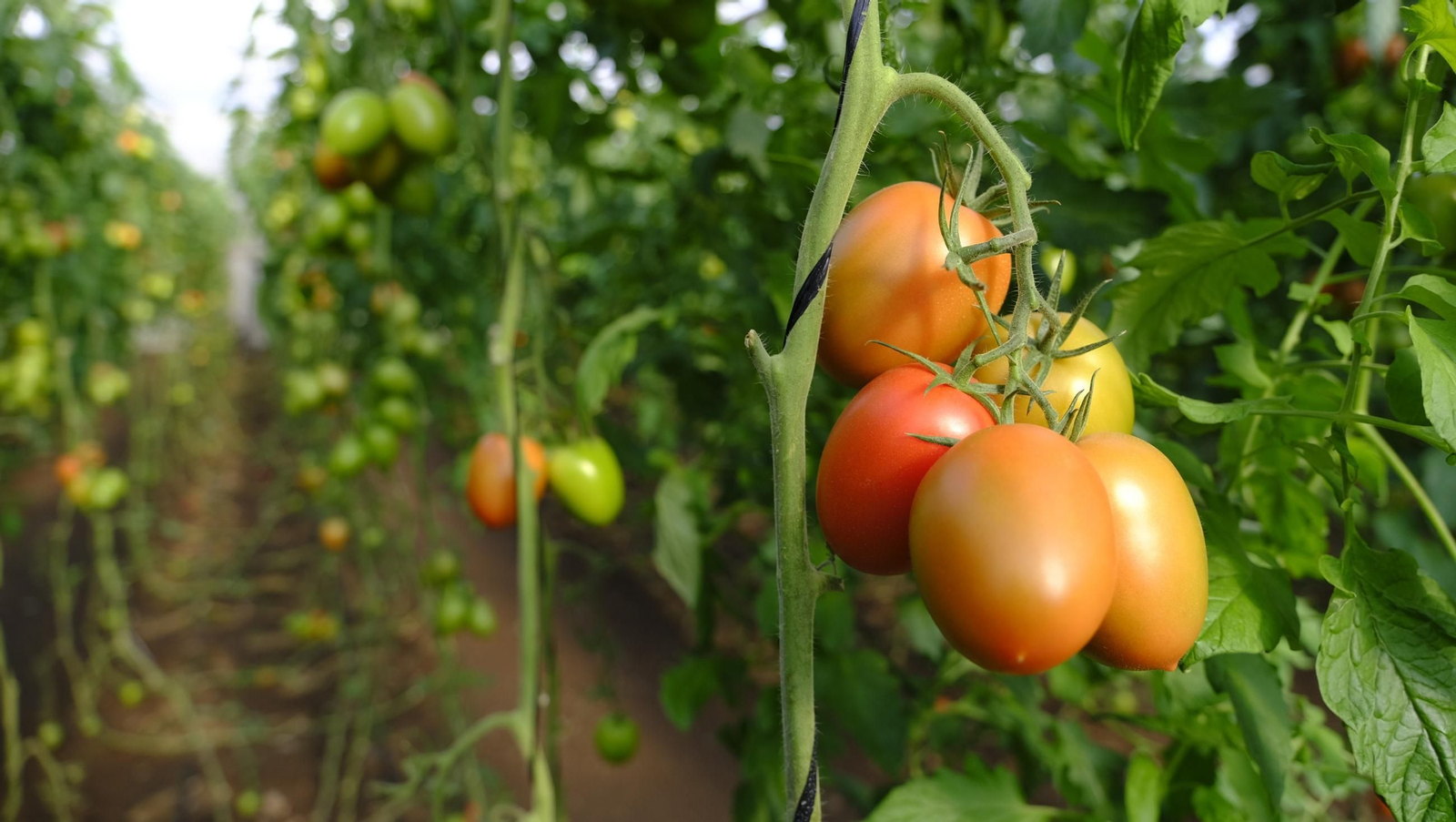 Tomates del campo almeriense para los lineales de los supermercados, en imágenes