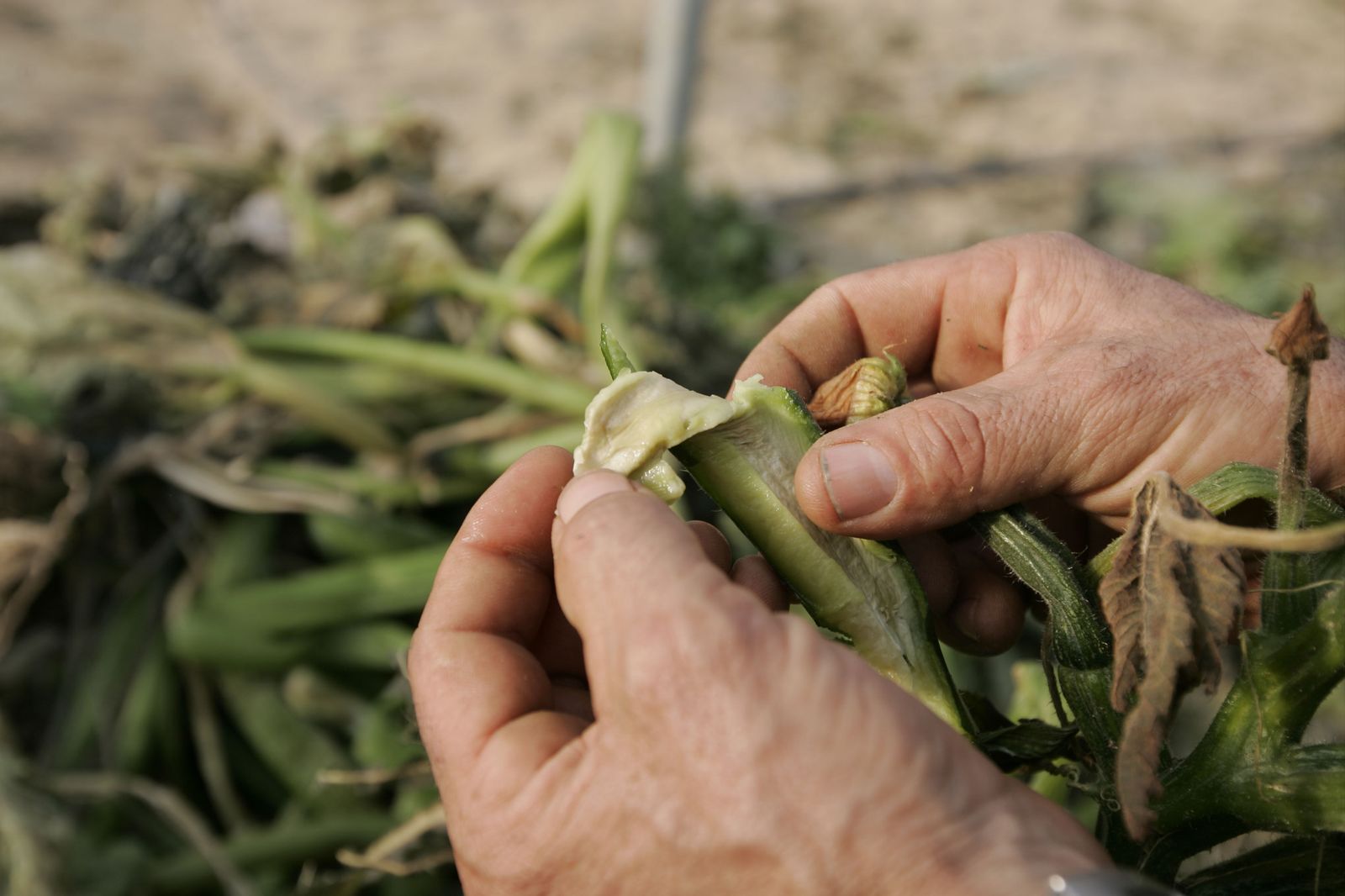 La brusca caída de las temperaturas en la primera semana de Navidad causó daños en planta.