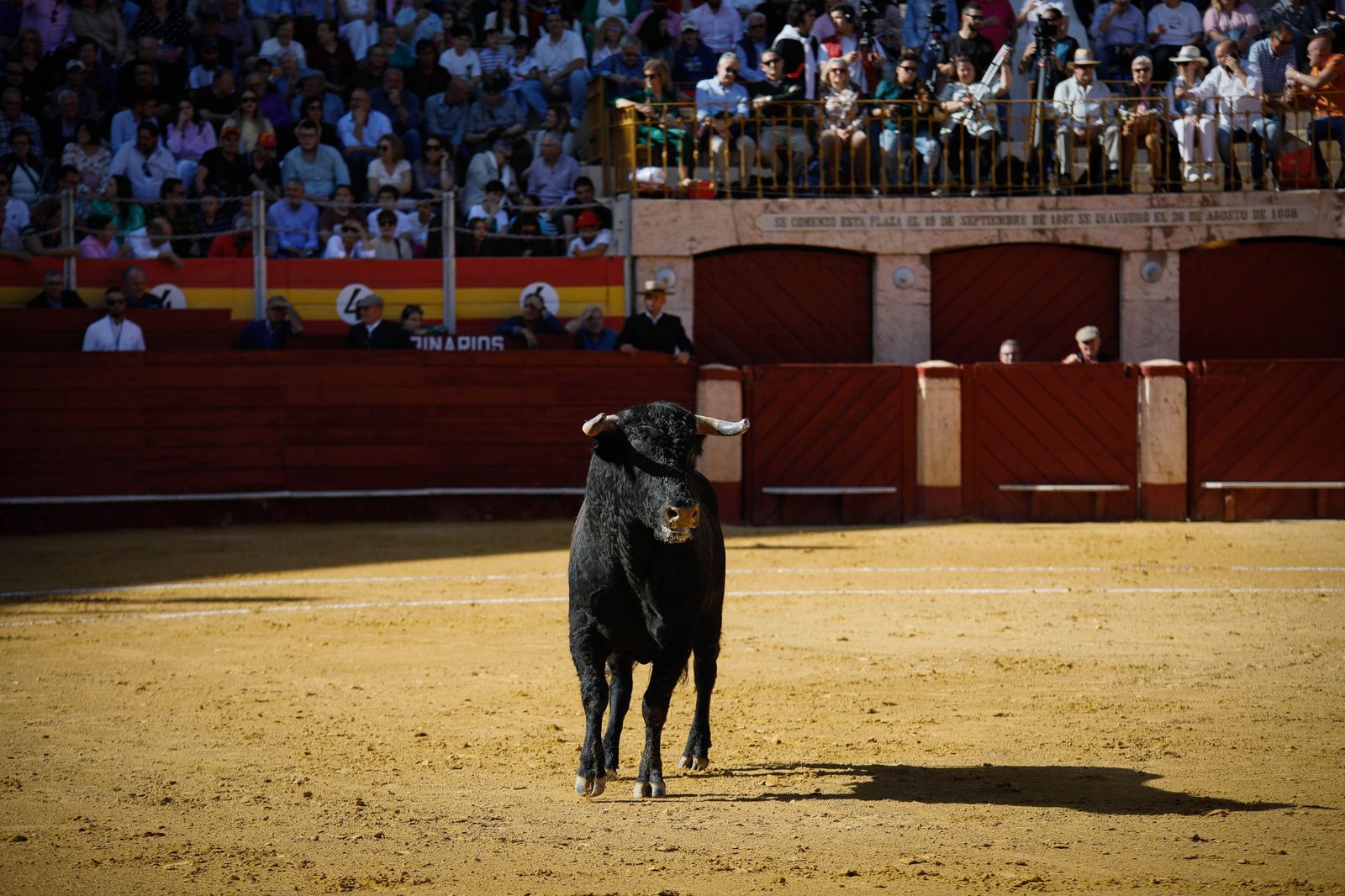 Imágenes del festival mixto lucha contra el cáncer