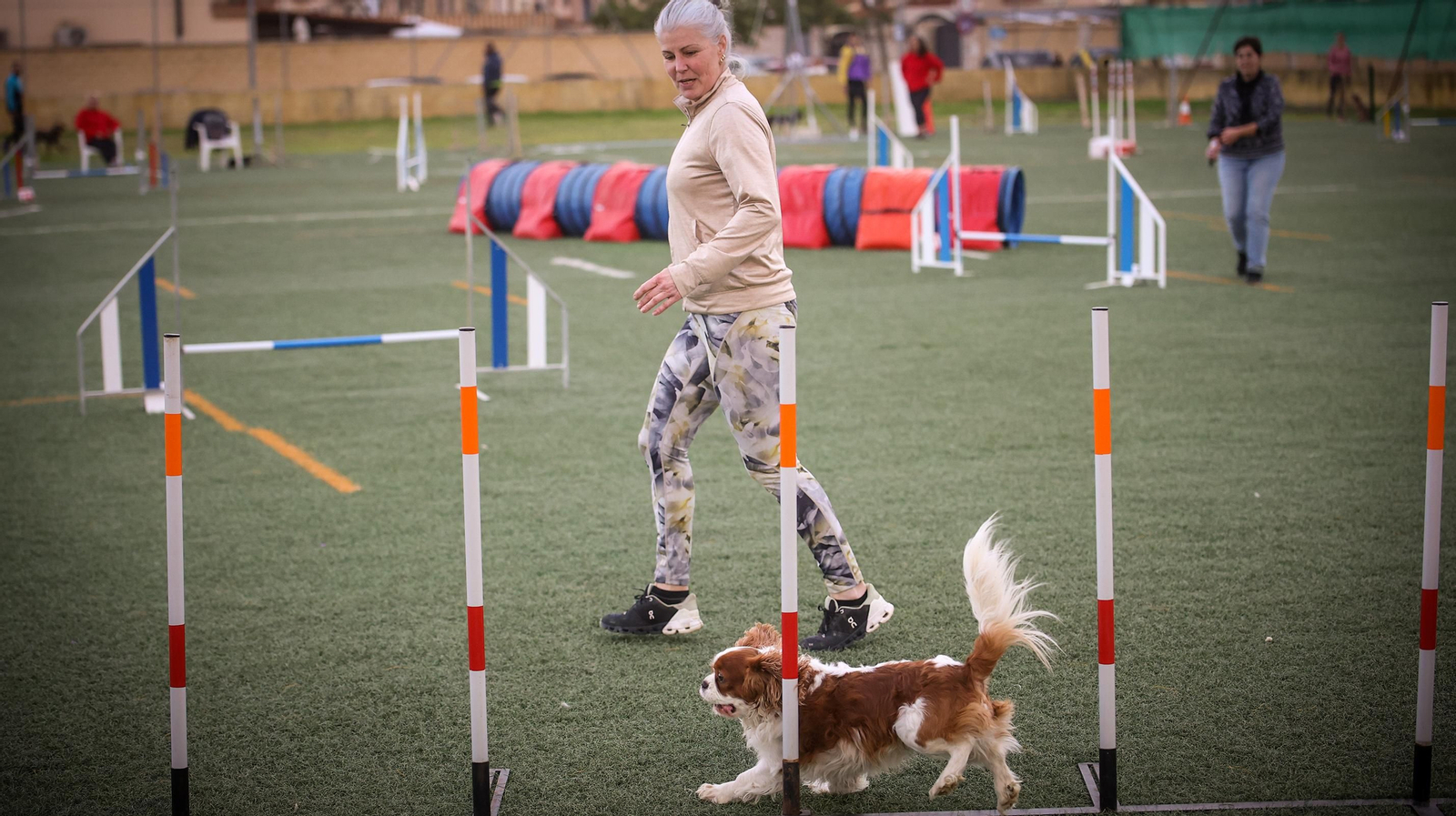 Habilidad canina en la prueba puntuable para el Campeonato de España de 'Agility' celebrado en Jerez Espectaculares las pruebas de disciplina canina puntuables para el Campeonato de España de Agility
