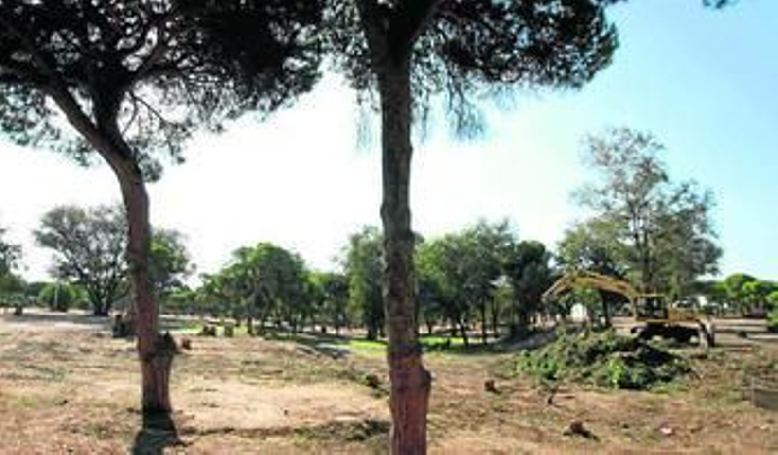 Romero recuerda que la Junta pone multas de 9.000 euros a los palermos que cortan árboles