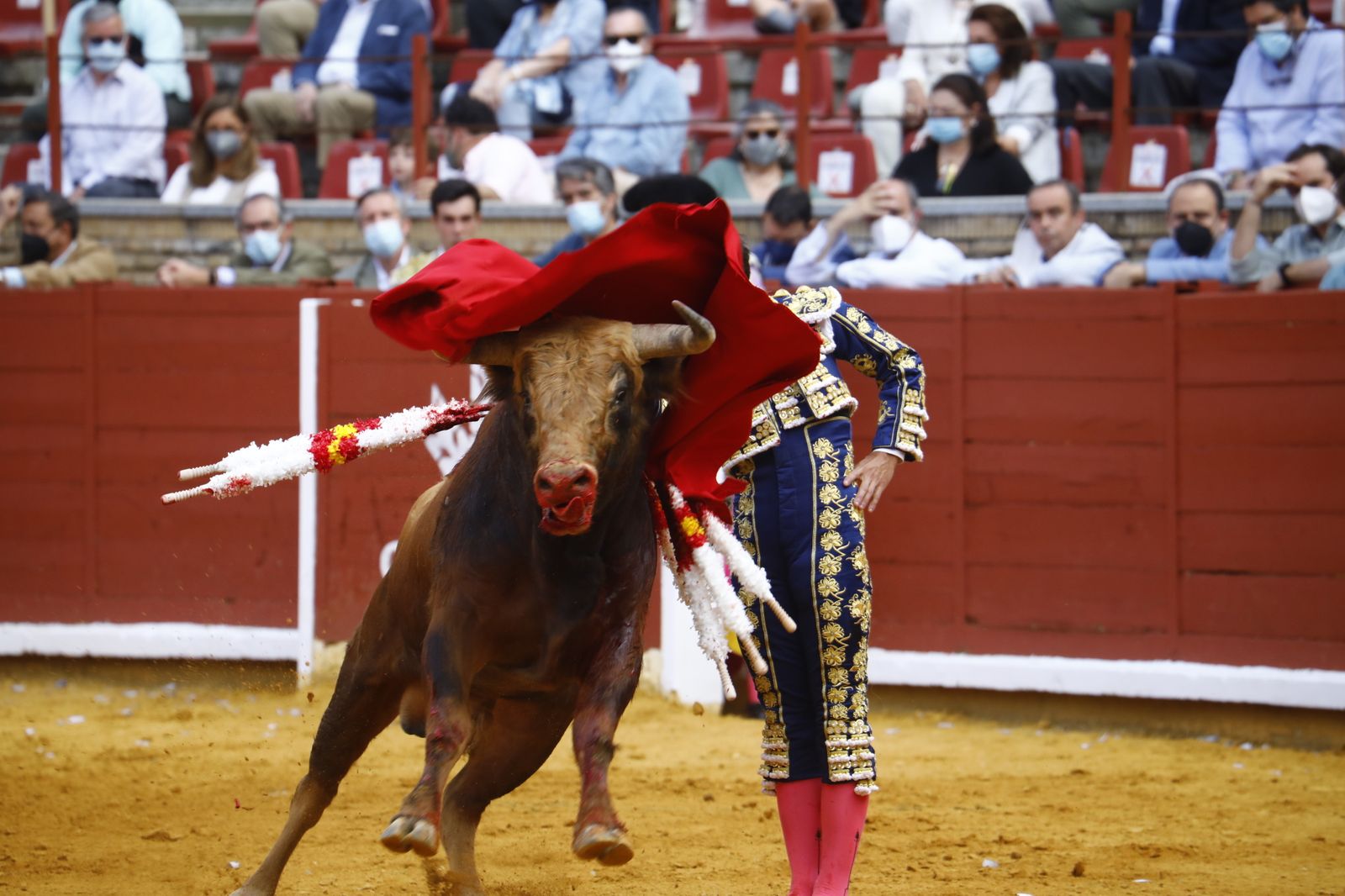 Las fotografías de la novillada con picadores de la Feria Taurina de Córdoba