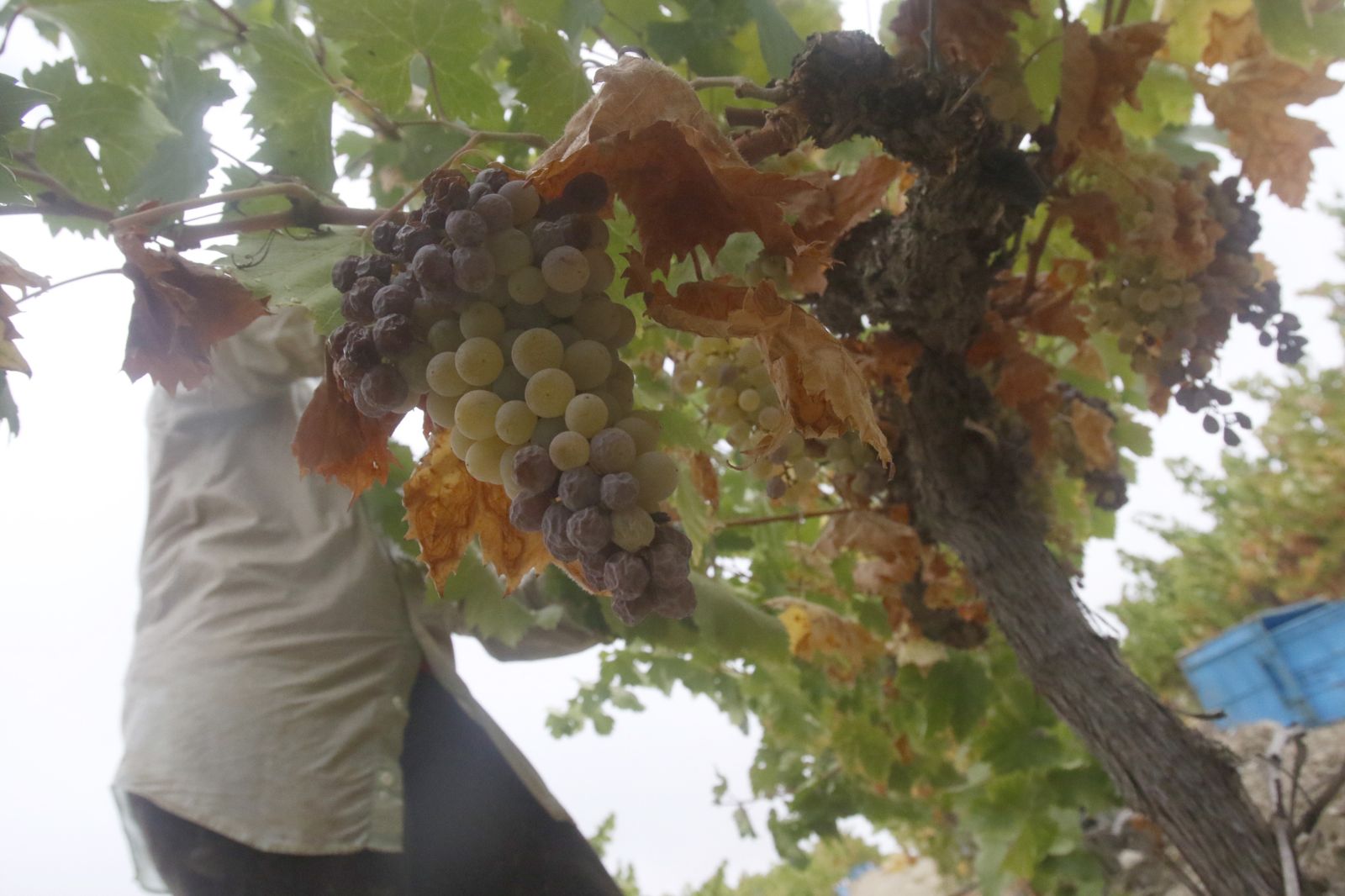 Trabajadores en la vendimia en Montilla.