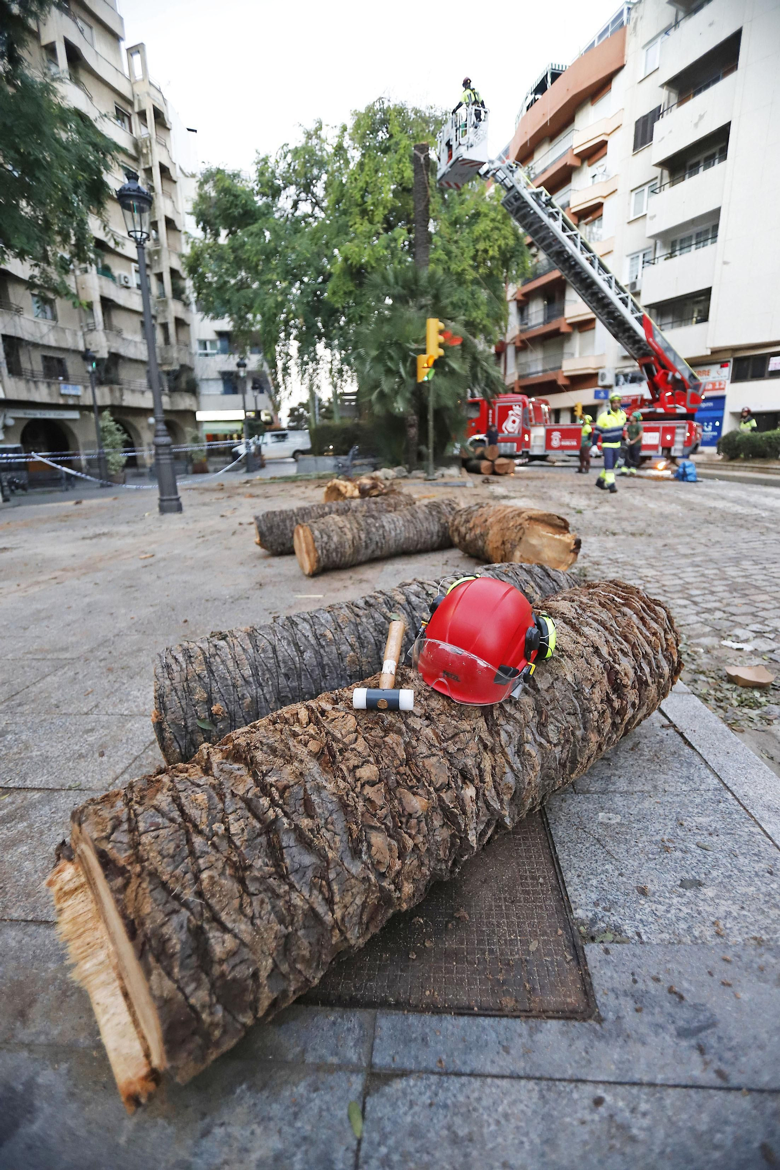 Imágenes de la tala de la emblemática Palmera de Huelva