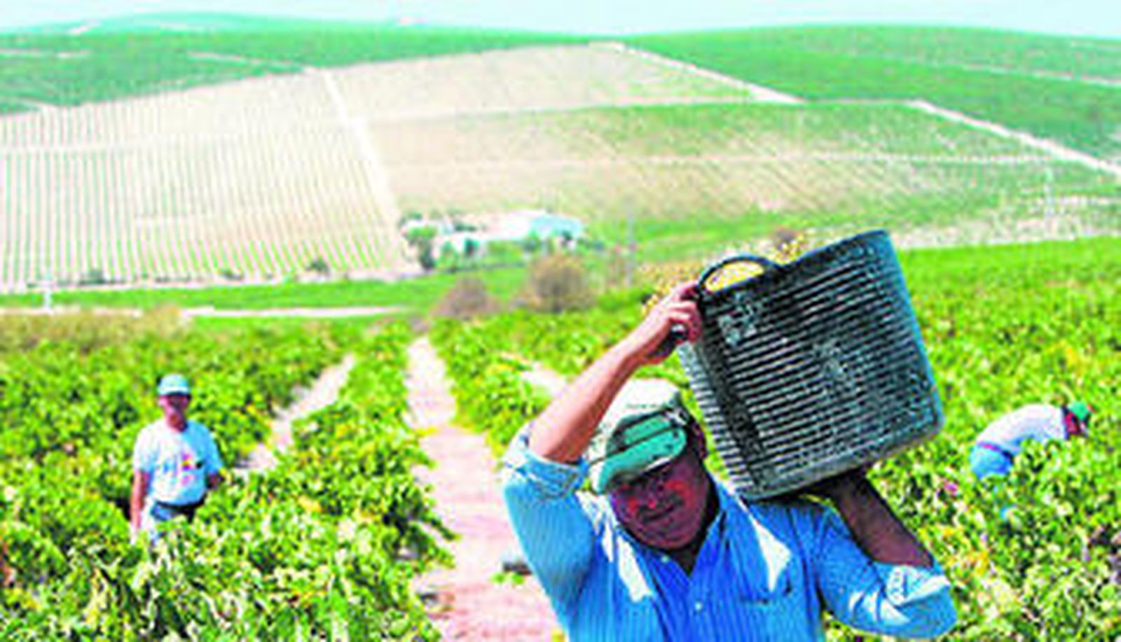 Jornaleros en la última campaña de recolección de la uva en una viña del Marco de Jerez.