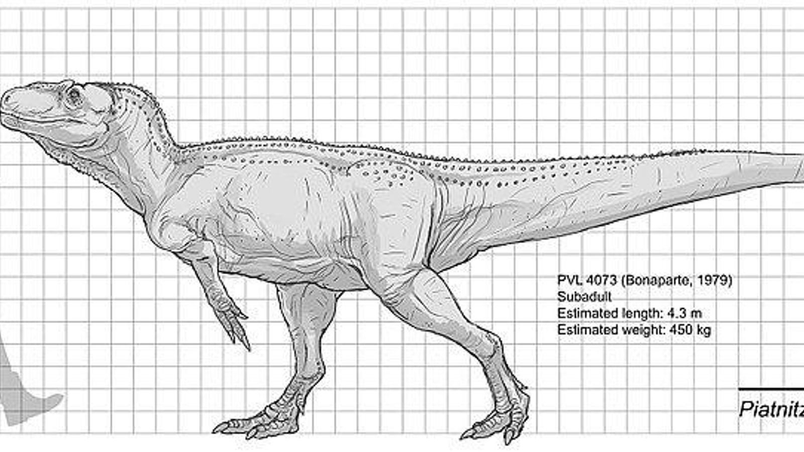 Piatnitzkysaurus comparado con un humano. Piatnitzkysaurus comparado con un humano.