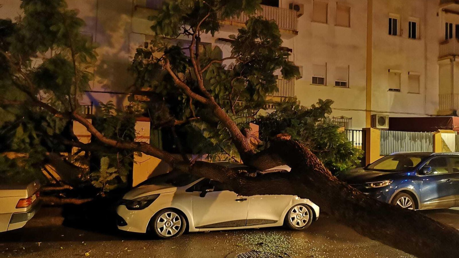 El árbol destrozó el vehículo El árbol destrozó el vehículo