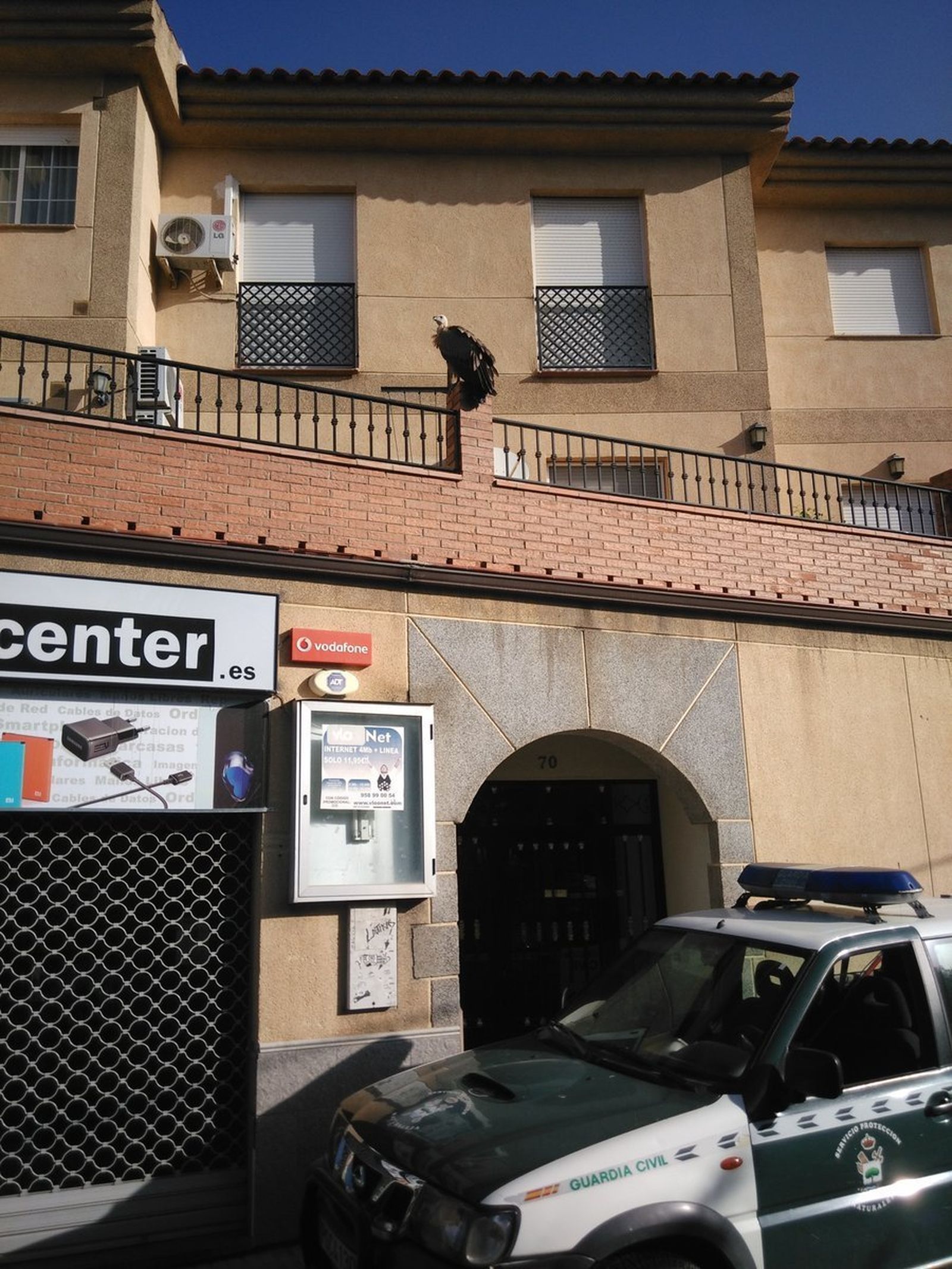 El buitre leonado encontrado en una terraza de Las Gabias.