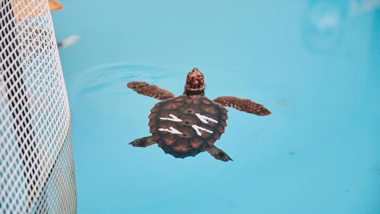 Una de las tortugas que será volverá al mar este verano