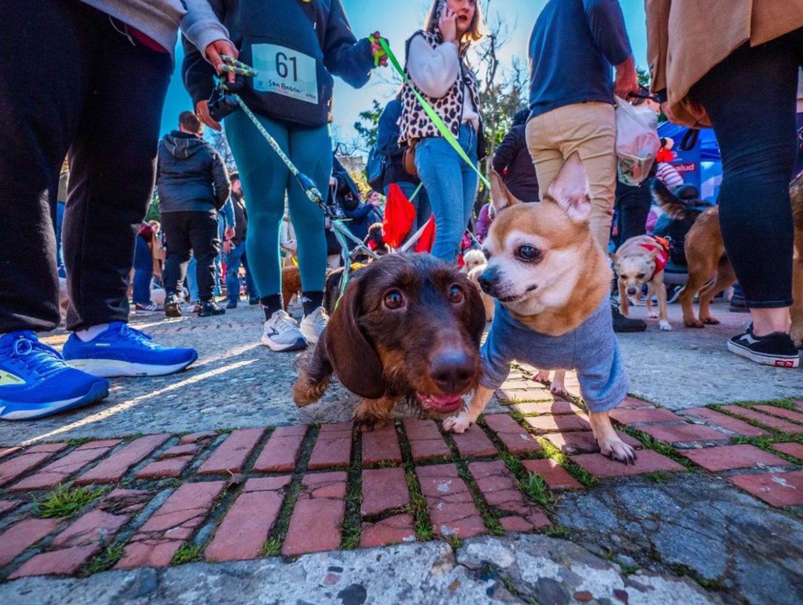 Varias mascotas, paseando durante el San Antón del pasado año.
