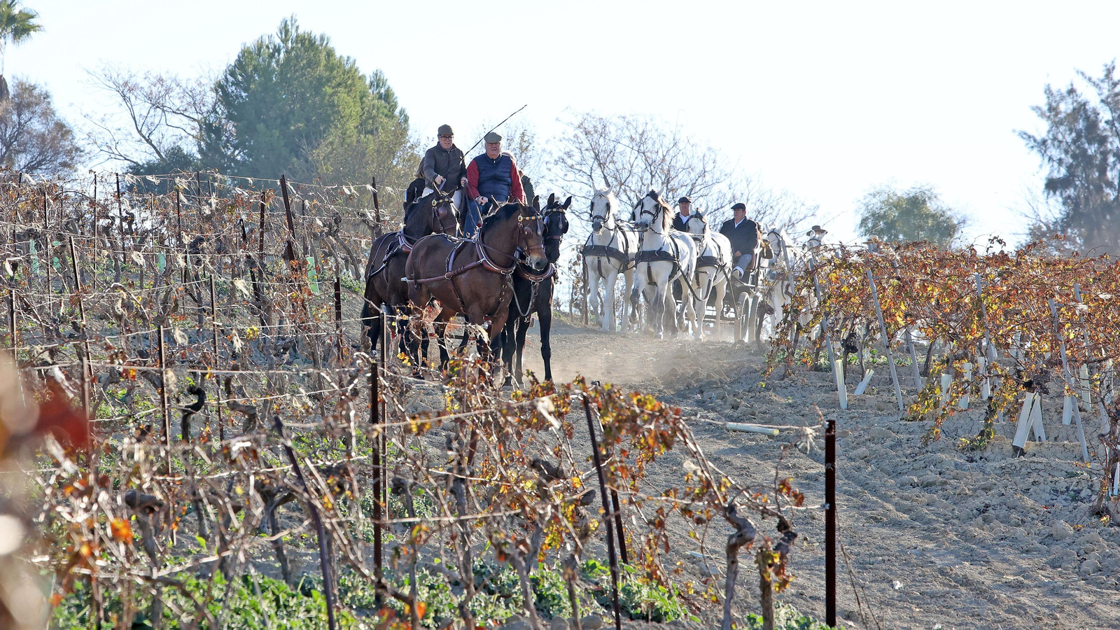 II Ruta Viñas de Jerez