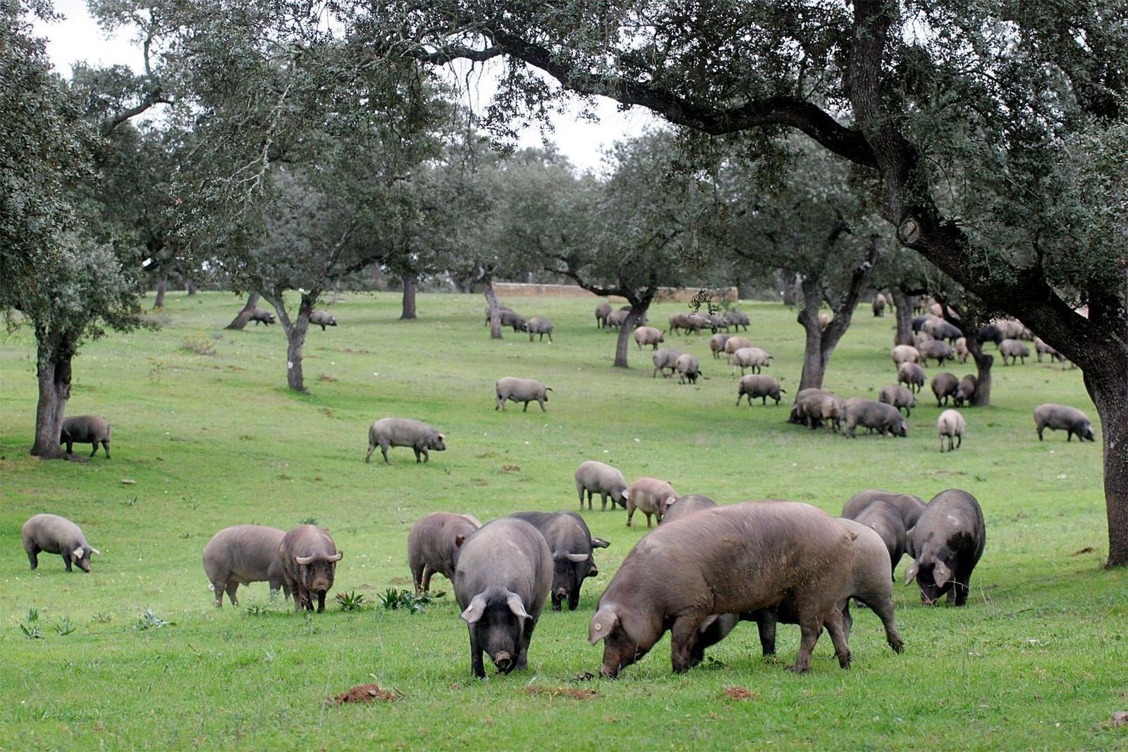 Cerdos ibéricos en la dehesa de Huelva.