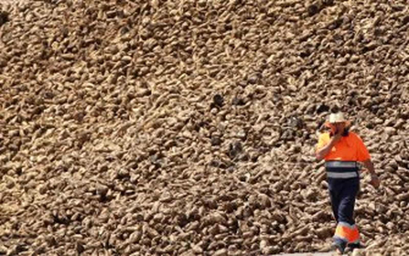 Azucarera cierra una "gran campaña remolachera" y con "rendimientos récord"