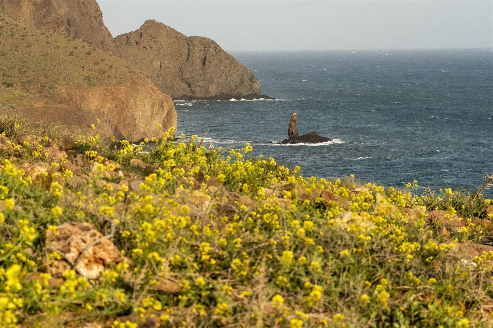 Explosión de vida en el Parque Natural Cabo de Gata, así florece tras un invierno lluvioso