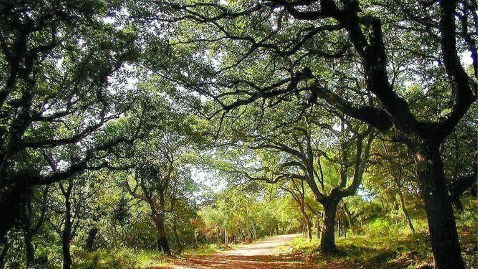 El Parque de los Alcornocales, la última selva de Europa