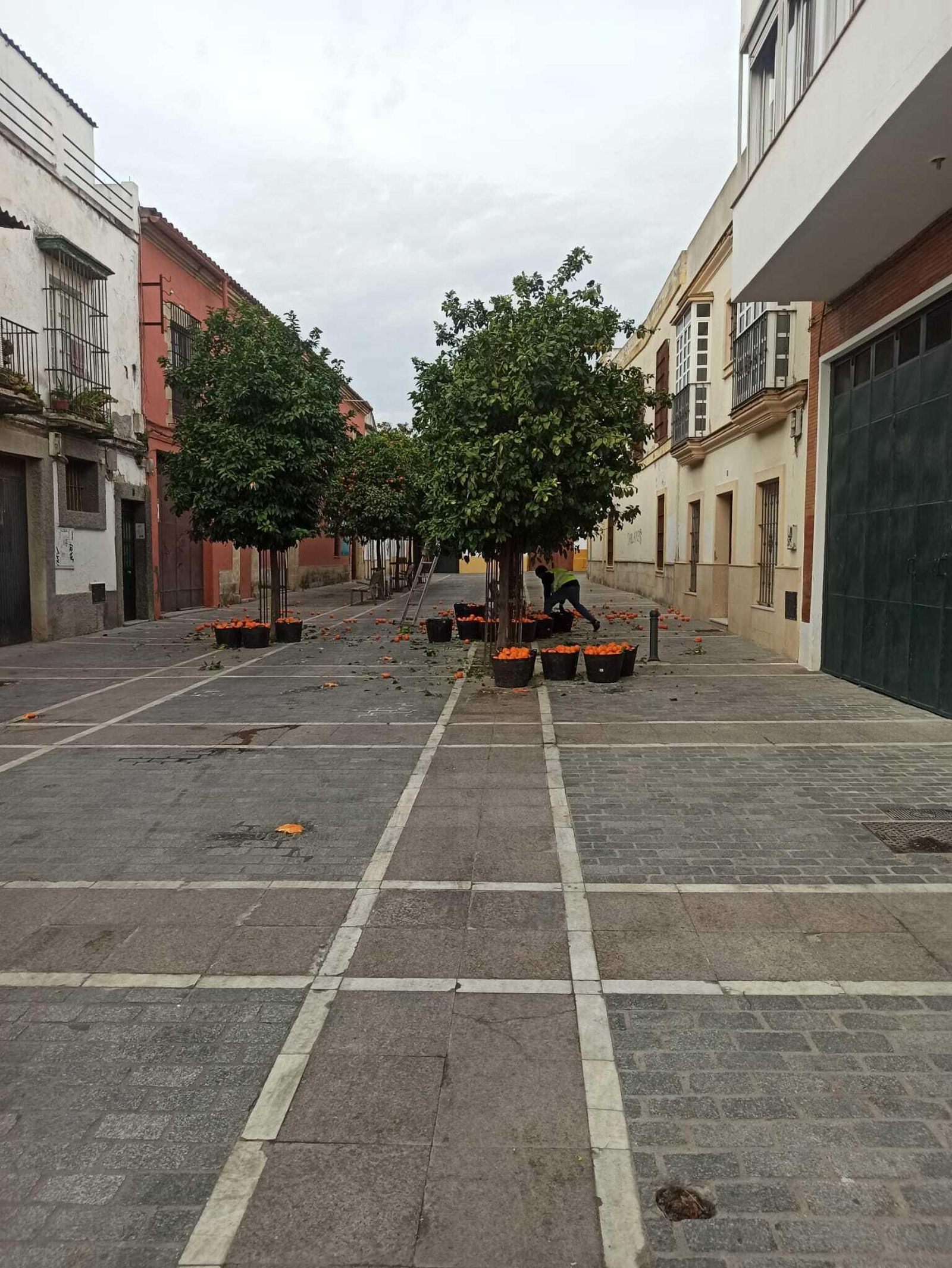 Recogida de naranja agria, este martes en la Plaza Quemada. Recogida de naranja agria, este martes en la Plaza Quemada.