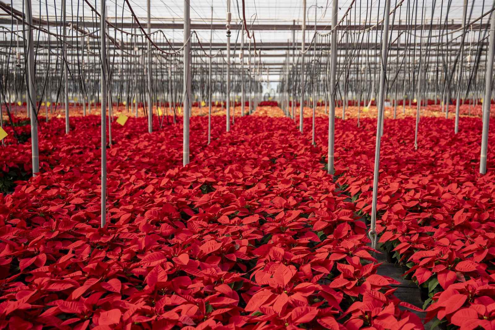 Así son las flores de pascua de SolísPlant, en imágenes