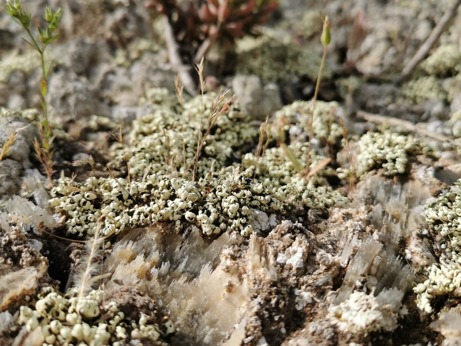 Un estudio del CSIC analiza la dinámica de recuperación de las biocostras en el Desierto de Tabernas