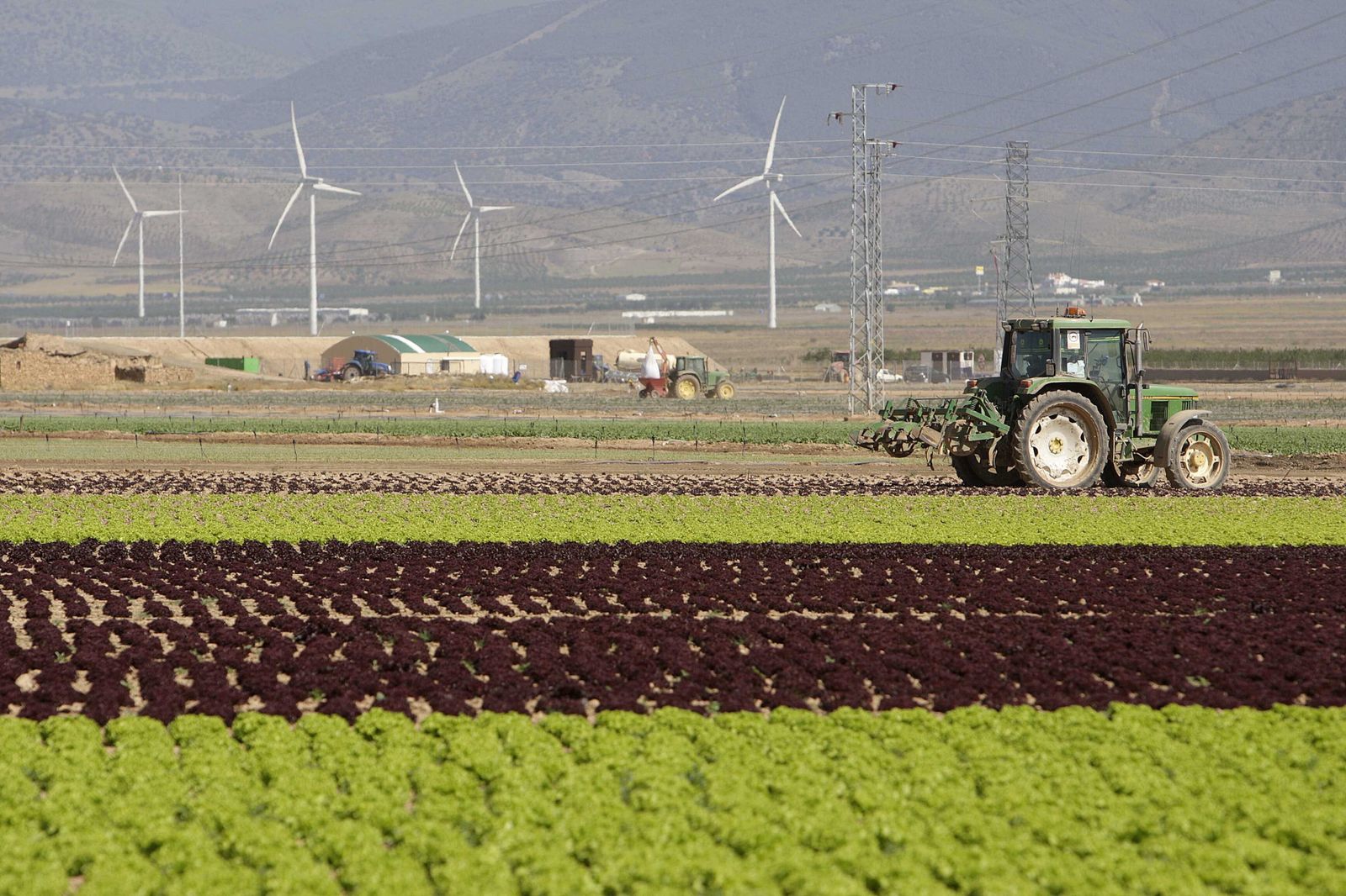 Campos de lechuga en el municipio almeriense de Pulpí.