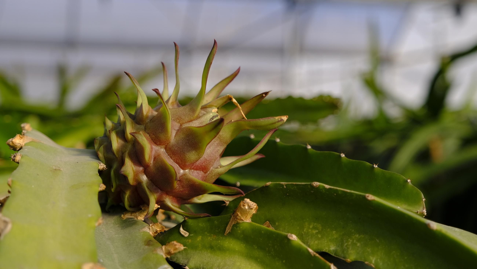 Jornada de puertas abiertas en la Estación Experimental Cajamar Las Palmerillas, en fotos