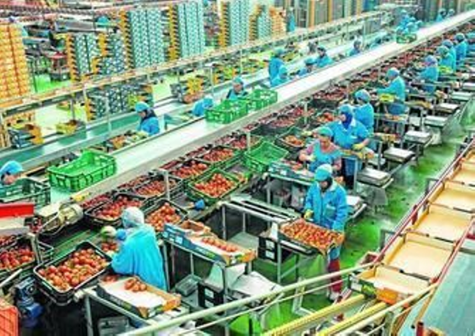 La empresa del levante almeriense Parquenat es especialista en tomate y sandía.