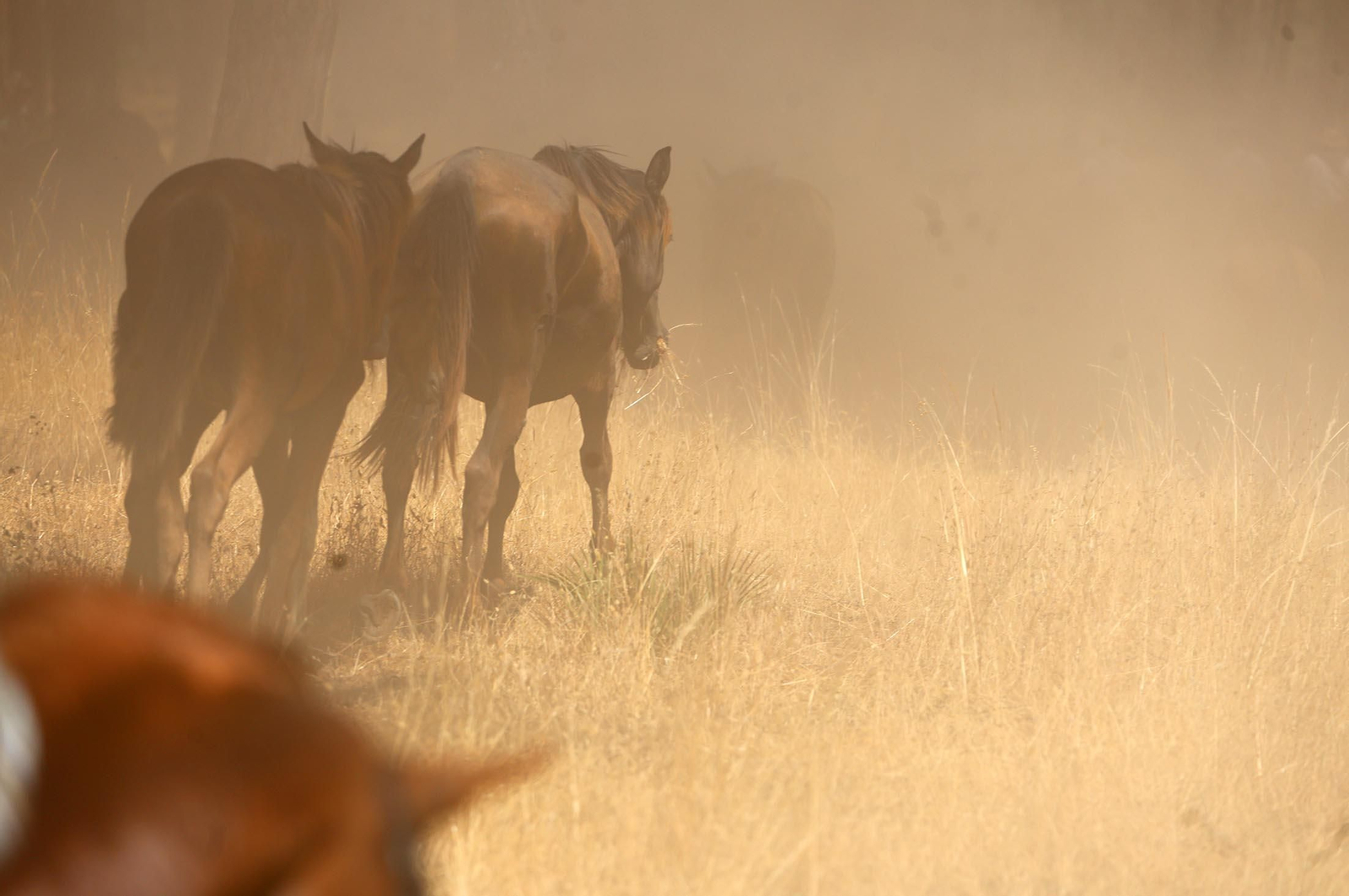 Las mejores imágenes de la Saca de las Yeguas 2025