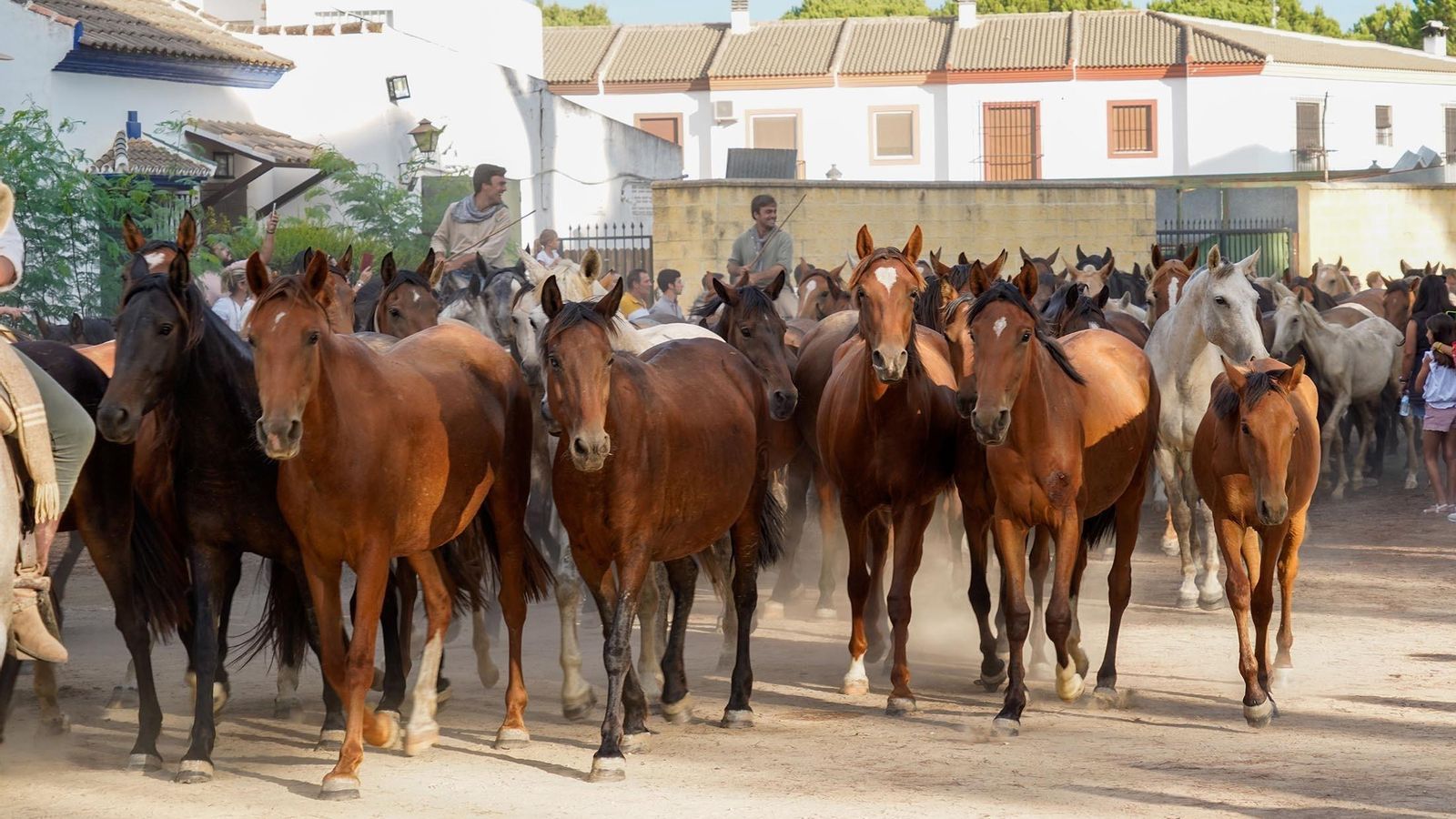Recogida de las Yeguas a su paso por la localidad de Hinojos.